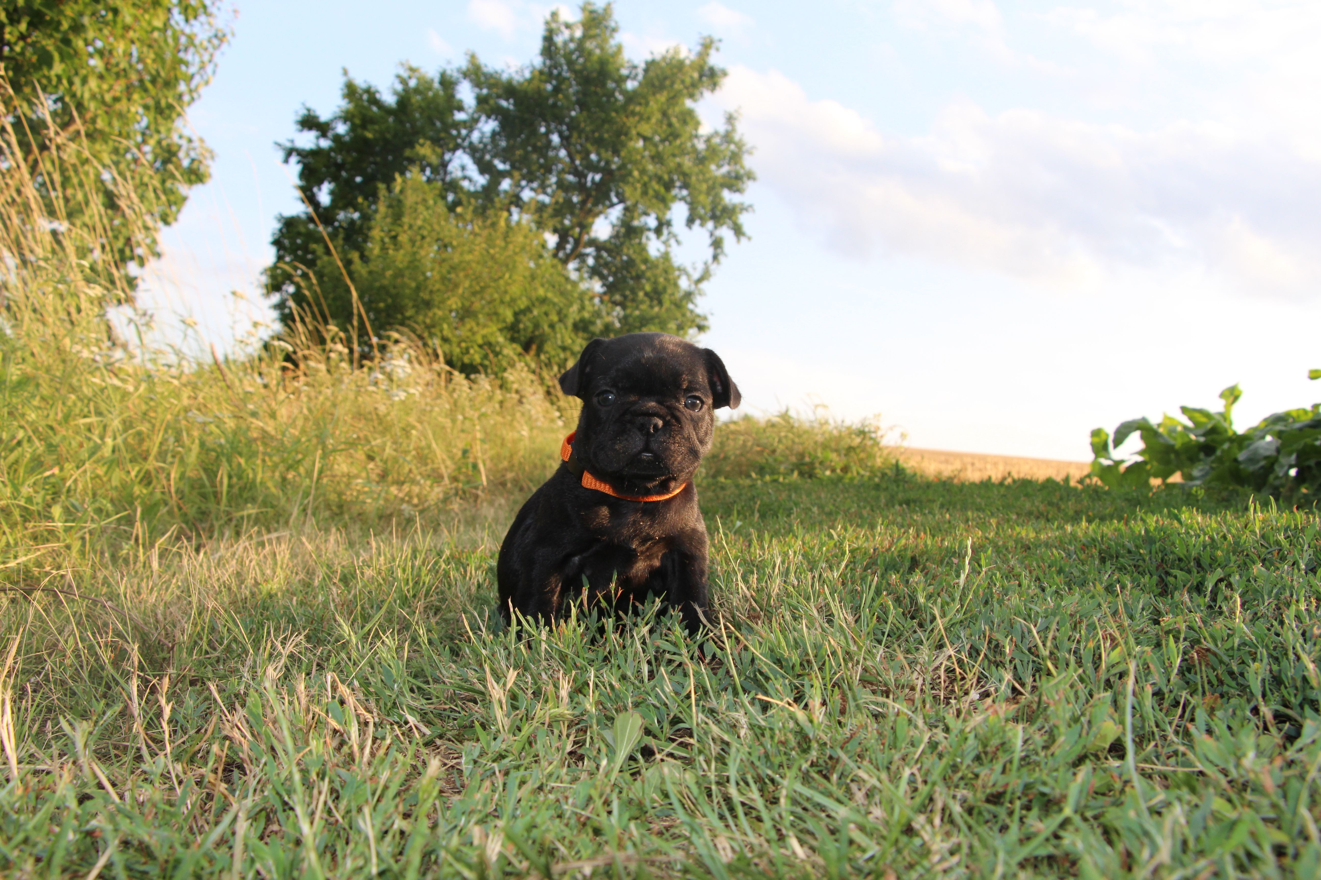  <svg class='orange'></svg> <b>Ma Cherry Melody</b> <svg class='orange'></svg>